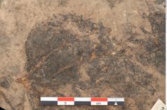 Foto (Detailansicht) von Podocarpus parkeri Ettingshausen (NHMW-GEO-2024-0188-11462)